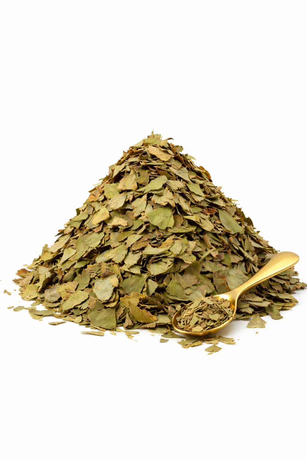 Ginkgo Biloba - Feuille coupée